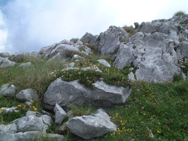 Dryas octopetala / Camedrio alpino